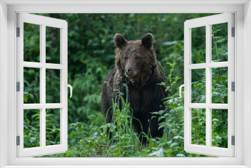 Fototapeta Naklejka Na Ścianę Okno 3D - Brown bear (Ursus arctos) feedeing on a forest meadow. Bieszczady Mountains. Poland