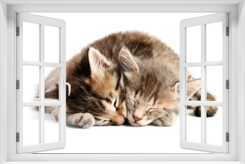 Fototapeta Naklejka Na Ścianę Okno 3D - Cute sleepy kittens on white background