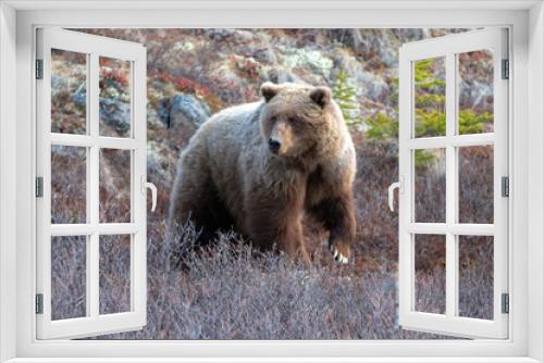 Fototapeta Naklejka Na Ścianę Okno 3D - Grizzly Bear [ursus arctos horribilis] in the mountain above the Savage River in Denali National Park in Alaska United States