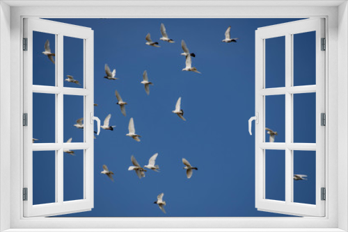 Fototapeta Naklejka Na Ścianę Okno 3D - a flock of white flying pigeons flying against summer blue sky with white clouds