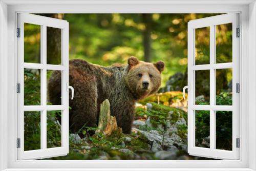 Fototapeta Naklejka Na Ścianę Okno 3D - Wild brown bear (Ursus arctos) close up