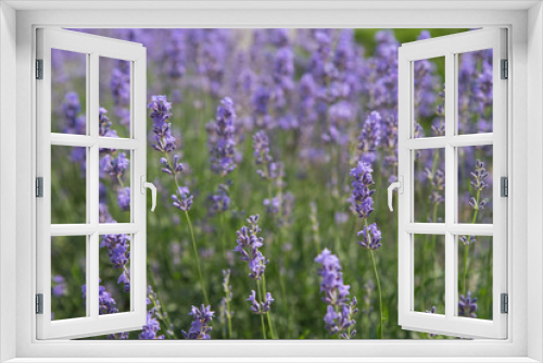 Fototapeta Naklejka Na Ścianę Okno 3D - Blooming beautiful flowers of Lavender or Lavandula swaying in the wind on the field. Harvest, perfume ingredient, aromatherapy.