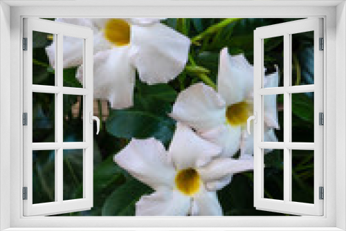 Fototapeta Naklejka Na Ścianę Okno 3D - Weiß blühende Mandevilla