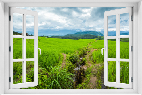 Fototapeta Naklejka Na Ścianę Okno 3D - Paddy Rice Field Plantation Landscape with Mountain View Background