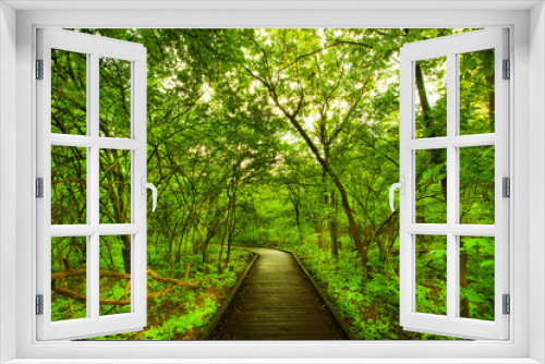 Fototapeta Naklejka Na Ścianę Okno 3D - walkway in forest