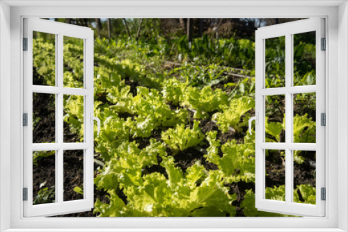 Fototapeta Naklejka Na Ścianę Okno 3D - Rural scene and Salad Field lettuce