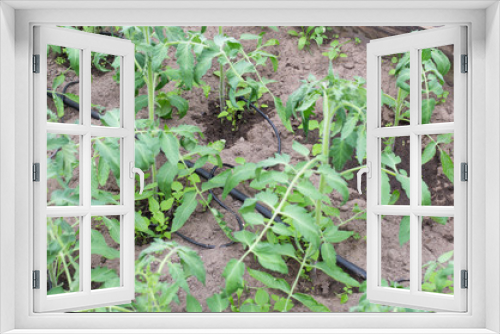 Fototapeta Naklejka Na Ścianę Okno 3D - Modern system in agronomy drip irrigation to save water and freshness and nutrition of plants in the garden, dropper dispensers