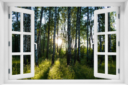 Fototapeta Naklejka Na Ścianę Okno 3D - Sun shines through birches in a Russian forest. 