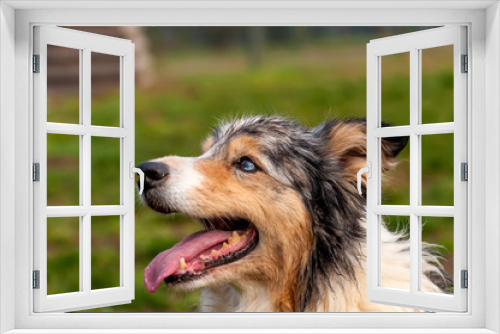 Fototapeta Naklejka Na Ścianę Okno 3D - Portrait of a border collie dog