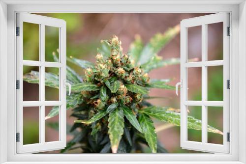 Fototapeta Naklejka Na Ścianę Okno 3D - Cultivation outdoors Medical Marijuana