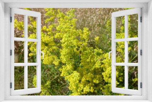 Fototapeta Naklejka Na Ścianę Okno 3D - Blossoming of a yellow bedstraw (Galium verum L.)