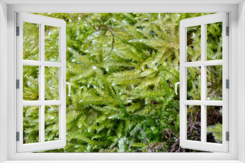 Fototapeta Naklejka Na Ścianę Okno 3D - Fluffy soft green moss in the forest.