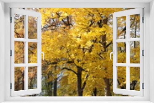 Fototapeta Naklejka Na Ścianę Okno 3D - Gelber Herbstbaum im Park