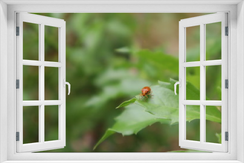 Fototapeta Naklejka Na Ścianę Okno 3D -  The little insects walked in the morning.