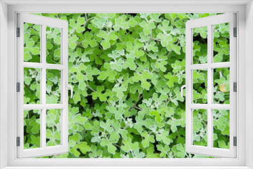 Fototapeta Naklejka Na Ścianę Okno 3D - 菊の葉の背景素材