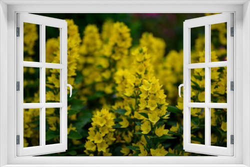 Fototapeta Naklejka Na Ścianę Okno 3D - a bush that is densely filled out with vibrant and bright yellow flowers