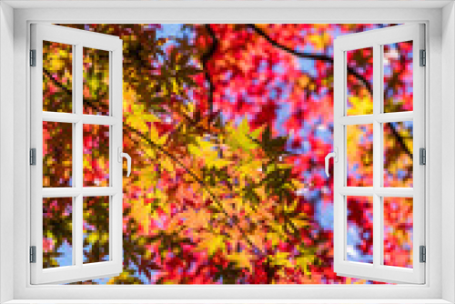 Fototapeta Naklejka Na Ścianę Okno 3D - 殿ヶ谷戸庭園の紅葉