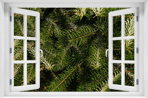 Fototapeta Naklejka Na Ścianę Okno 3D - Background a texture furry tree branches for a Christmas card full frame close up