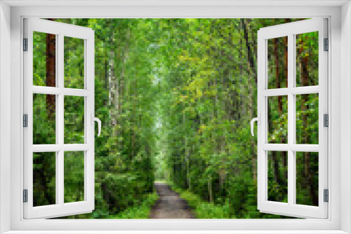 Fototapeta Naklejka Na Ścianę Okno 3D - Footpath in dense forest. Vertical.