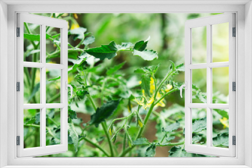 Fototapeta Naklejka Na Ścianę Okno 3D - Blooming bush of tomatoes inside greenhouse. - Image