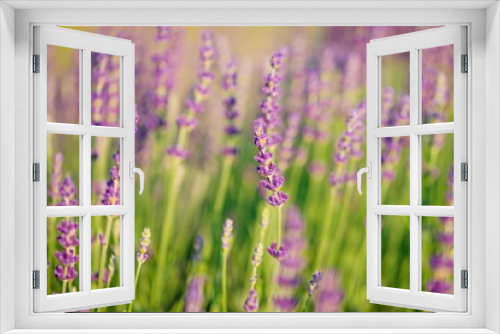 Fototapeta Naklejka Na Ścianę Okno 3D - Soft focus of violet purple lavender flower, summer time