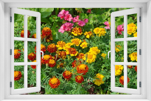 Fototapeta Naklejka Na Ścianę Okno 3D - Beautiful summer flower bed with bright marigolds (lat. Tagetes)