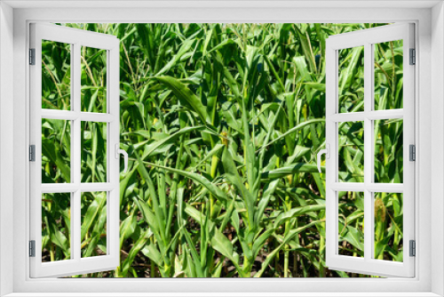 Fototapeta Naklejka Na Ścianę Okno 3D - young fresh corn field growing, agriculture farming rural economy agronomy concept