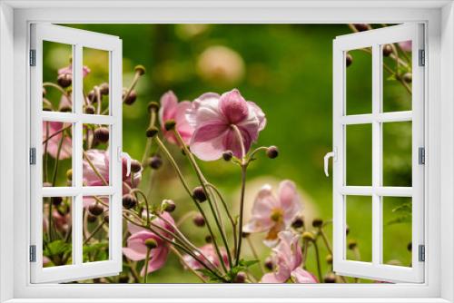 Fototapeta Naklejka Na Ścianę Okno 3D - Sommerblumen mit rosa Blüten