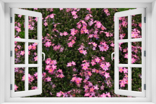 Fototapeta Naklejka Na Ścianę Okno 3D - Forget-me-not, pink variety, botany name Myosotis sylvatica, flower bed in garden