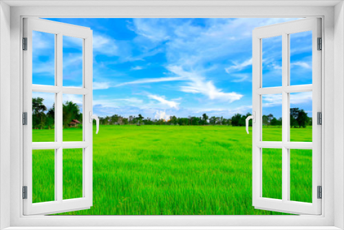 Fototapeta Naklejka Na Ścianę Okno 3D - Green rice fields with blue sky in the morning.