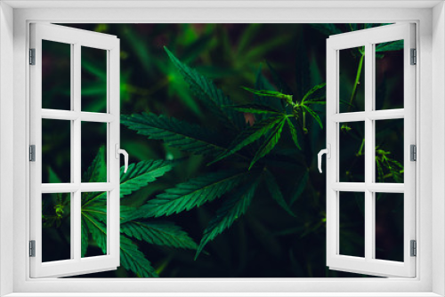 Fototapeta Naklejka Na Ścianę Okno 3D - Green background of marijuana leaves is a plant for treatment and rest.Cannabis, medicine and drug.