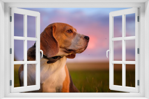 Fototapeta Naklejka Na Ścianę Okno 3D - portrait of a Beagle dog on the background of a beautiful sunset sky in the summer after the rain while walking in nature