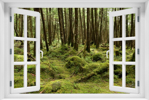 Fototapeta Naklejka Na Ścianę Okno 3D - 苔の森