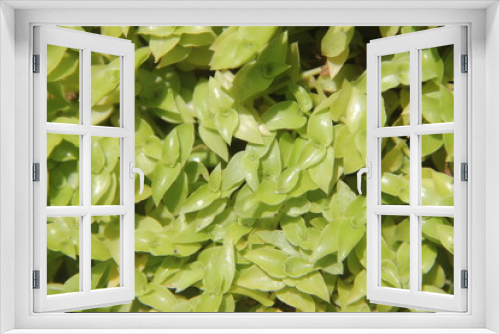 Fototapeta Naklejka Na Ścianę Okno 3D - super green