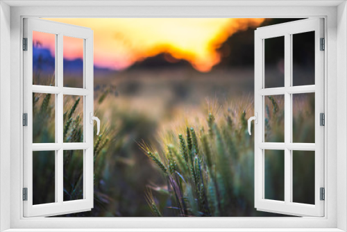 Fototapeta Naklejka Na Ścianę Okno 3D - Wheat field in Hungary. Ears of golden wheat close up. Beautiful Nature Sunset Landscape. Rural Scenery under Shining Sunlight. Background of ripening ears of wheat field. Rich harvest Concept.