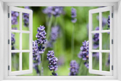 Fototapeta Naklejka Na Ścianę Okno 3D - closeup of purple flowers of lavender in a field