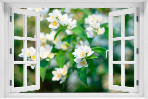 Fototapeta Naklejka Na Ścianę Okno 3D - close up of jasmine flowers in a garden