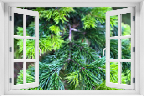 Fototapeta Naklejka Na Ścianę Okno 3D - branch of a christmas tree