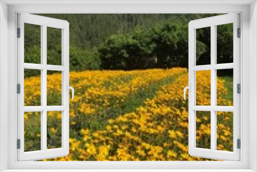 Fototapeta Naklejka Na Ścianę Okno 3D - arnica crema benessere fiori relax cosmesi naturale
