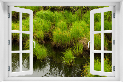 Fototapeta Naklejka Na Ścianę Okno 3D - Wetland grasses in the Chequamegon National Forest.
