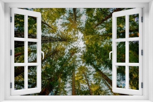 Fototapeta Naklejka Na Ścianę Okno 3D - La altura del bosque lleno de arboles tan altos como alcanza la mirada