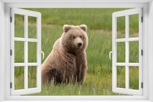 Fototapeta Naklejka Na Ścianę Okno 3D - Grizzly bear in alaska