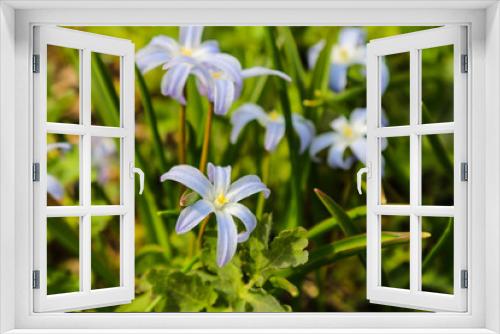 Fototapeta Naklejka Na Ścianę Okno 3D - Blue spring flowers in bloom. Chionodoxa luciliae in garden.
