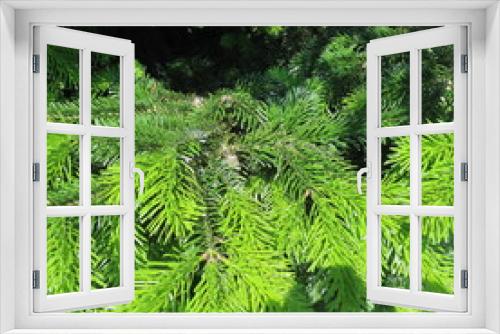 Fototapeta Naklejka Na Ścianę Okno 3D - fresh green, pine tips
