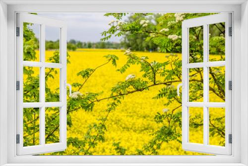 Fototapeta Naklejka Na Ścianę Okno 3D - yellow field with mustard cider