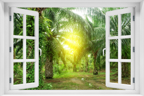 Fototapeta Naklejka Na Ścianę Okno 3D - Palm plantation renewable fuel source.Palm oil.