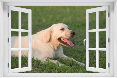 Fototapeta Naklejka Na Ścianę Okno 3D - Dog resting in the green park