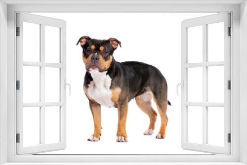 Fototapeta Naklejka Na Ścianę Okno 3D - American Bully dog