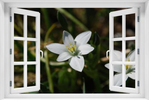 Fototapeta Naklejka Na Ścianę Okno 3D - Flowesr in the Hortus garden