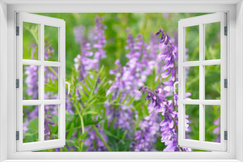 Fototapeta Naklejka Na Ścianę Okno 3D - Blossoming Galega officinalis, Goat rue. Wildflowers background. Medicinal herb farming product